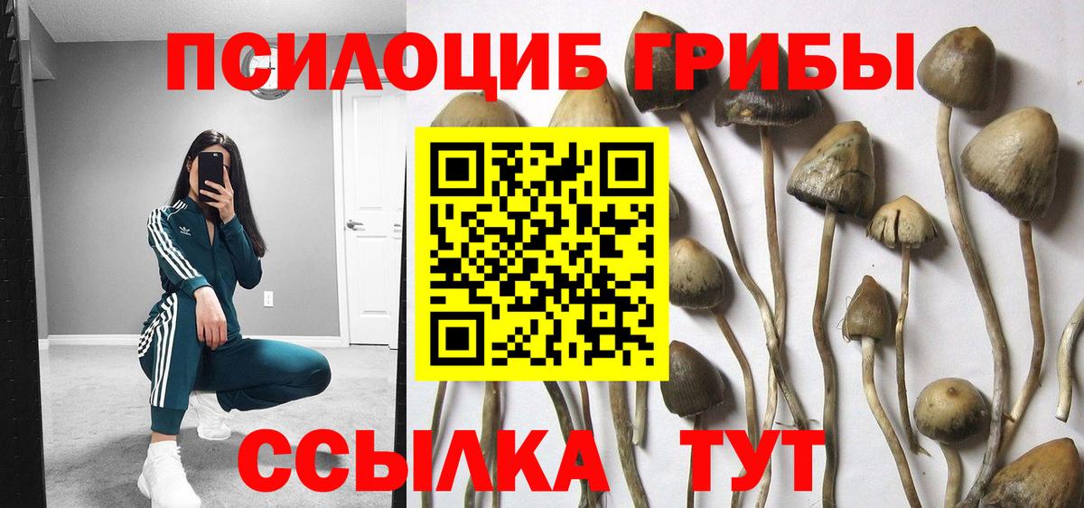 закладки  Вход с VPN  Муравленко  Псилоцибиновые грибы мицелий 